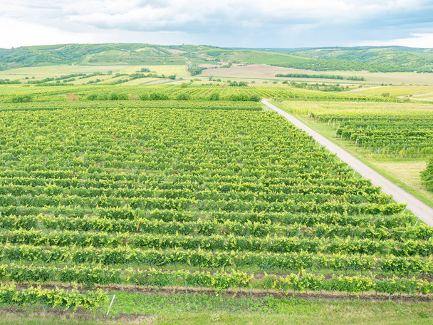 Vinhas da velha família formam uma paisagem tradicional. Vista do drone ou da torre de visão. Palava colinas região vinícola Morávia do Sul, República Checa. - Foto, Imagem