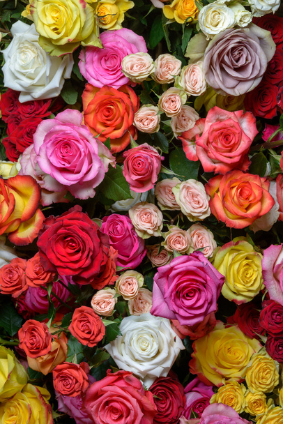  beautiful roses - Foto, Imagen