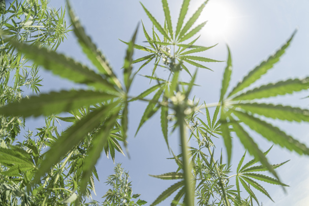 Medisch gebruik van marihuana plant in drugsverslaving behandeling en cosmetologie juridische thema van plant concept met close-up. Medische cannabis - Foto, afbeelding