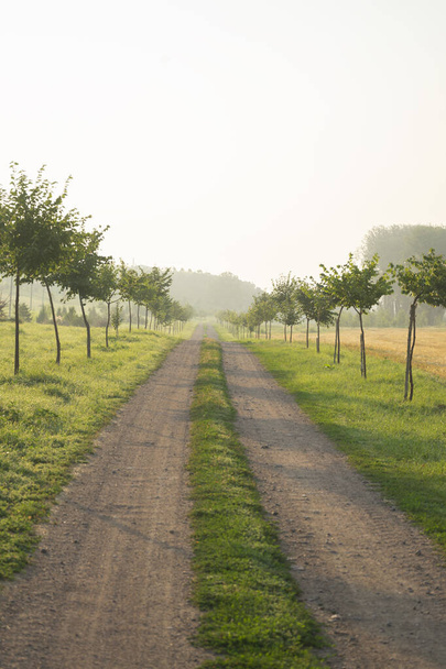 Vuile weg in dorre landschap met verre bomen en groen met zonlicht - Foto, afbeelding