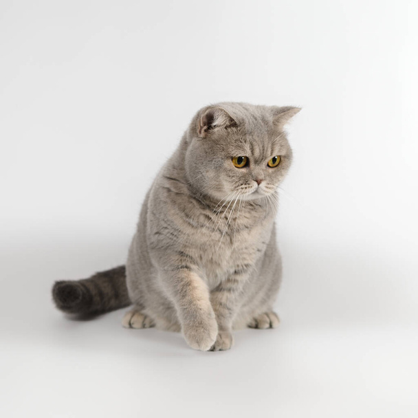 British blue spotted shorthair cat on the white studio background - Photo, Image