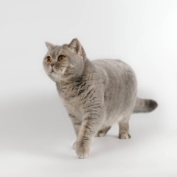 Británico azul manchado taquigrafía gato en el blanco estudio fondo - Foto, imagen