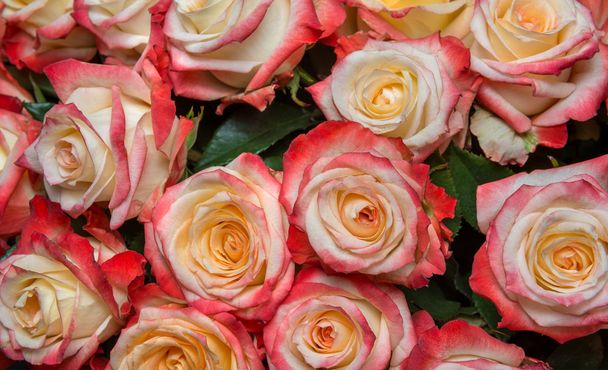 pink Prickly Rose - Photo, Image
