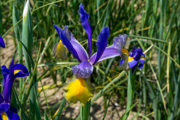 Bloesem van kleurrijke water iris bloemen in de tuin close-up - Foto, afbeelding