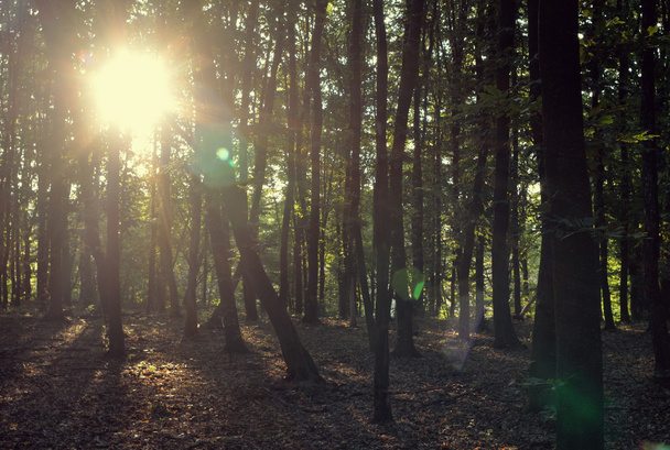 Die Sonnenstrahlen bahnen sich ihren Weg durch den Wald - Foto, Bild