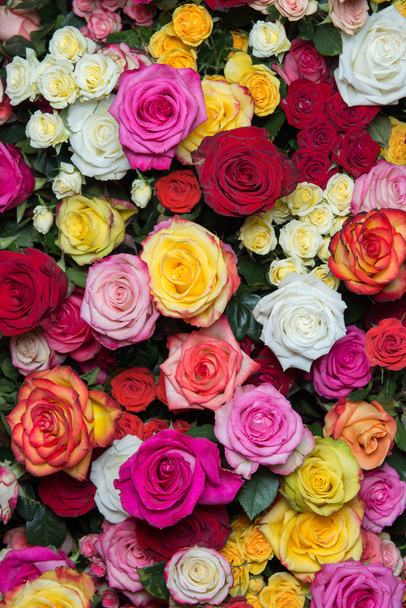 多色のバラ 2 - 写真・画像