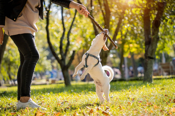 Le propriétaire forme le chien Jack Russell Terrier dans le parc. - Photo, image