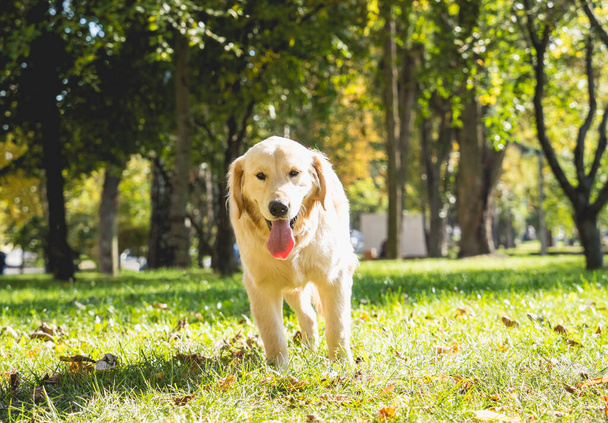 Portrait of cute golden retriever dog at the park. - Fotoğraf, Görsel