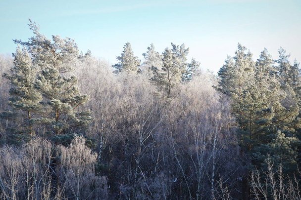 Zimní krajina. Stromy a keře s chraptivým mrazem. Studená sezóna. šedobílá krystalická usazenina mražené vodní páry vytvořené za jasného a klidného počasí - Fotografie, Obrázek
