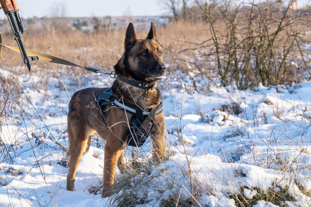 Specjalnie przeszkolony, aby pomóc policji i innym organom ścigania psa policyjnego rasy Owczarek belgijski Malinois siedzi u stóp uzbrojony i ubrany w mundur kamuflażu psi prowadzący - Zdjęcie, obraz