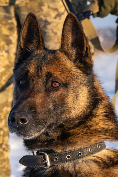 Speziell für die Unterstützung der Polizei und anderer Ordnungshüter ausgebildeter Polizeihund der Rasse Belgischer Schäferhund Malinois, der zu Füßen eines bewaffneten und in Tarnuniform gekleideten Hundeführers sitzt - Foto, Bild
