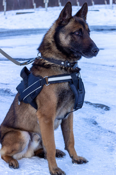 Specjalnie przeszkolony, aby pomóc policji i innym organom ścigania psa policyjnego rasy Owczarek belgijski Malinois, ubrany w kamizelkę taktyczną, kołnierz i smycz siedzącą na śniegu - Zdjęcie, obraz