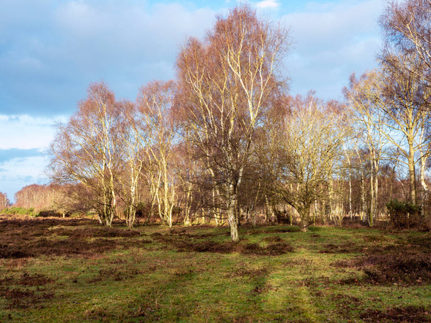 Silver birch trees in a field in winter sunlight - Photo, Image