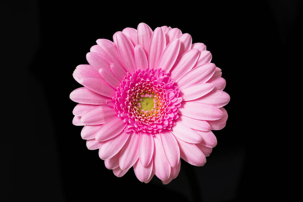 Pink gerbera on a black background. Flower without stem - flat lay - Foto, imagen