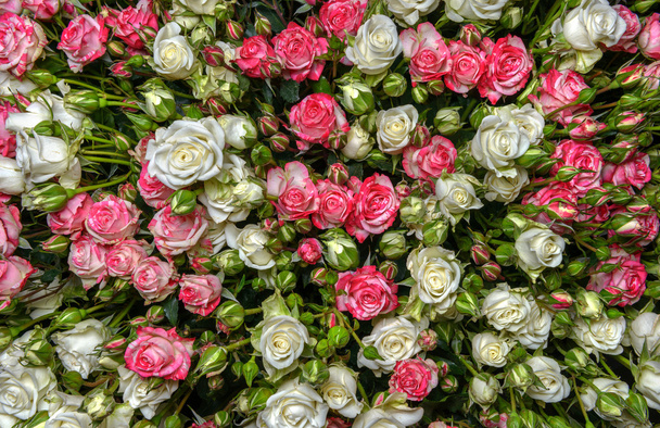 white-pink roses - Photo, Image