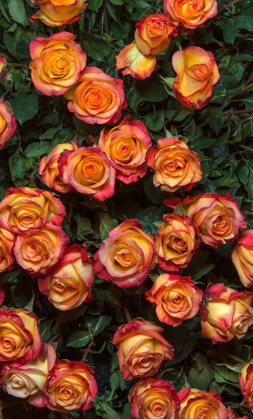 Deep Yellow Roses - Photo, Image