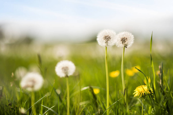 Dandelion flowers in the meadow. Beautiful non-urban natural landscape. - Photo, Image