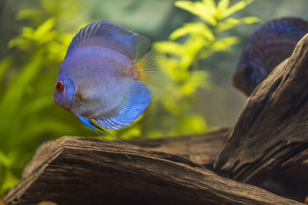 Close up view of blue diamond discus fish swimming in aquarium. Tropical fishes. Hobby concept. Sweden. - Photo, Image