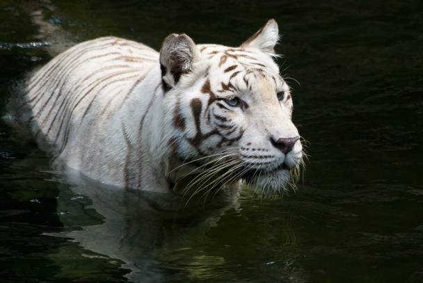 wading τίγρη - Φωτογραφία, εικόνα