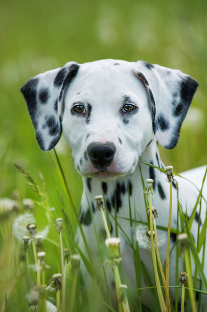 Dalmatian puppy in a dandelion meadow - Photo, Image