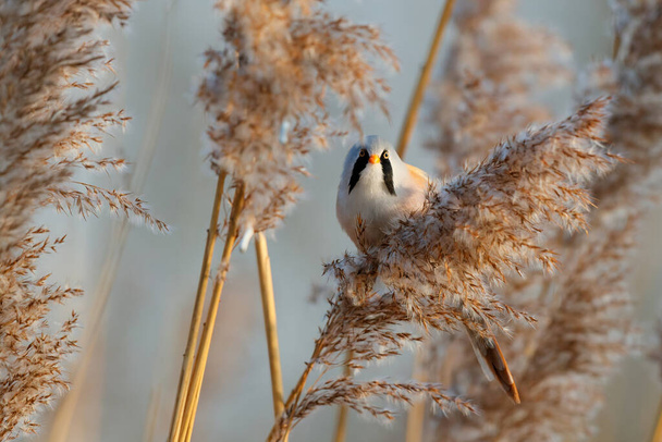 Bearded reedling (Panurus biarmicus) male eating seeds in the reed in the late afternoon sunlight in wintertime in the Netherlands - Фото, зображення