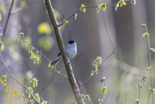 A blackcap sings in the forest on a branch against a blurred background - Photo, Image