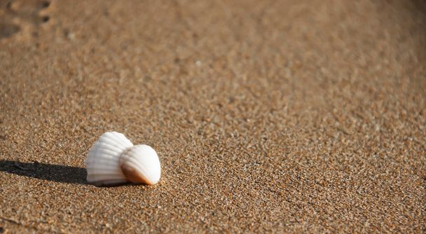  Seashell hiekalla taustalla
 - Valokuva, kuva