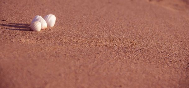  Seashell kum zemin üzerine - Fotoğraf, Görsel