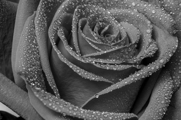 Black and white photo of a red rose covered in water droplets - Fotó, kép