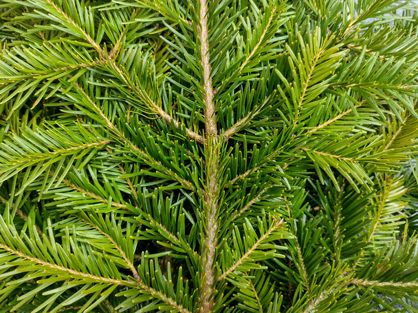 fir branches - close up view - Foto, immagini