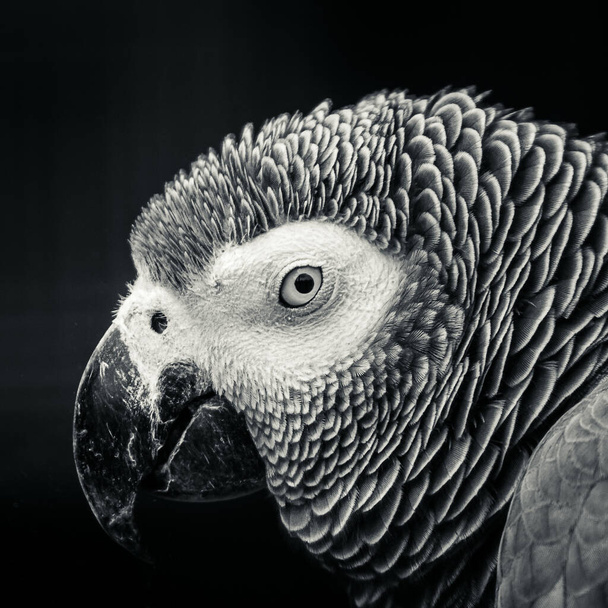 A grayscale portrait of a beautiful parrot staring at the camea - Фото, зображення