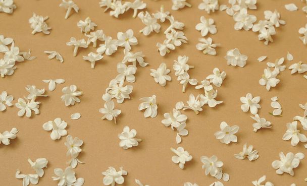 White lilac petals on beige color background. Flower pattern with blossoming lilac. - Photo, Image