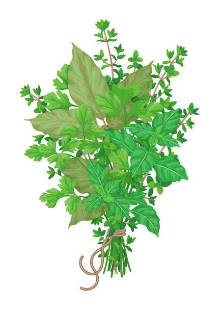Bouquet garni of thyme, bay leaves, parsley and basil tied with a string isolated on white background. Bundle of flavoring green herbs vector illustration. - Vektori, kuva