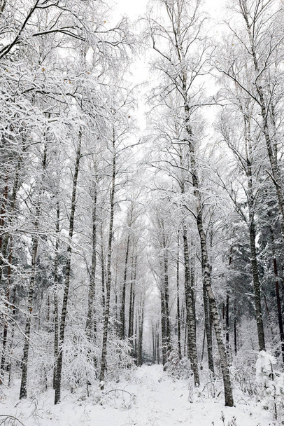 森の中の白い冬の風景.  - 写真・画像