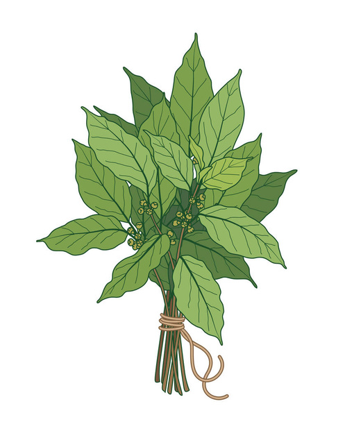 Bundle of green bay leaves tied with string. Tuft of laurel tree branches vector colored sketch. - Vektor, obrázek