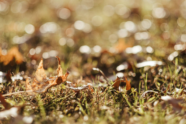 A closeup of dried plants in a field on a blurred background - Φωτογραφία, εικόνα