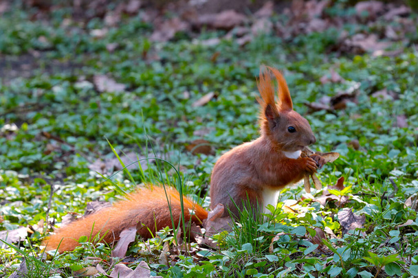 Een gember eekhoorn zit op de grond en eet een noot - Foto, afbeelding