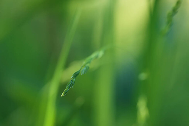 Wybiórcze ujęcie małego zielonego liścia z rozmazanym zielonym tłem - Zdjęcie, obraz