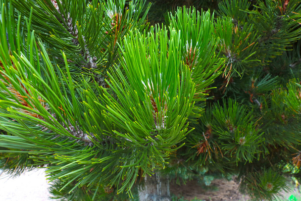 Krásné nadýchané zelené borové větve v lese - Fotografie, Obrázek