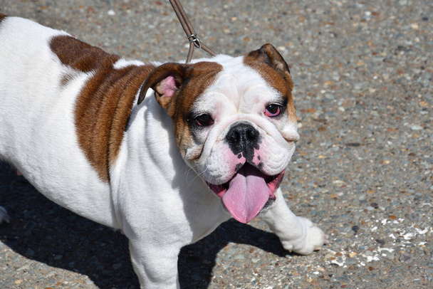 Un perro de la raza Bulldog Inglés (bulldog) en un paseo en un día de verano  - Foto, Imagen