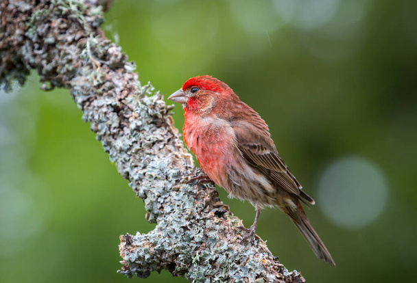A male house finch " Haemorhous mexicanus " looks for food and a mate among the branches. - Photo, Image