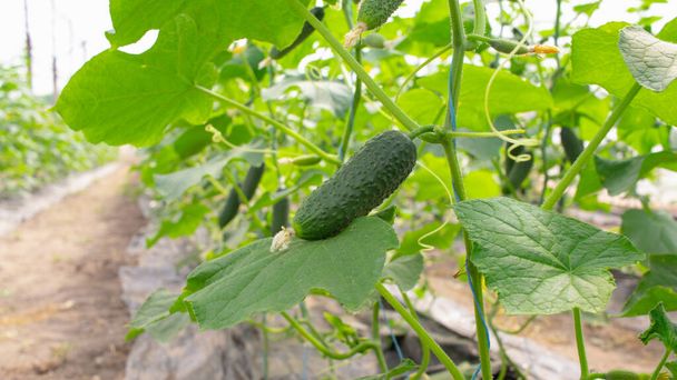 Young organic cucumbers grow in a greenhouse without pesticides and hormones. Agriculture, farm. The branches of vegetables are in bloom. Seasonal, spring. Fertilizers - Photo, Image