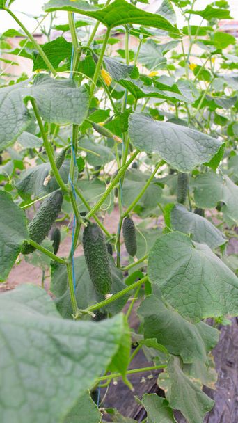 Young organic cucumbers grow in a greenhouse without pesticides and hormones. Agriculture, farm. The branches of vegetables are in bloom. Seasonal, spring. Fertilizers - Foto, Imagen