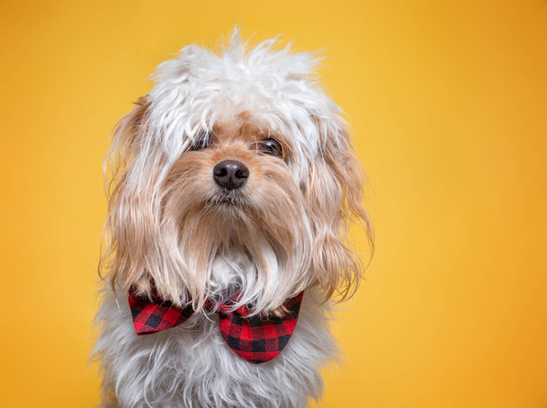 Студійний знімок милого собаки на ізольованому фоні
  - Фото, зображення