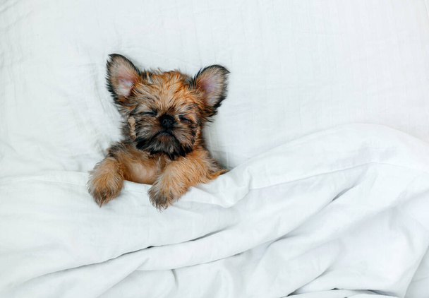 sleeping brussels griffon puppy red color lies under a white blanket - 写真・画像