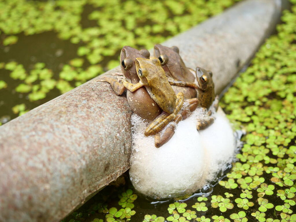 Gewone boomkikker fokken door het mannetje wordt geknuffeld op de vrouwelijke rug, Vier kikkers paren en leggen ei in brok schuim op metalen pijp boven het water, Amfibieën in Thailand - Foto, afbeelding