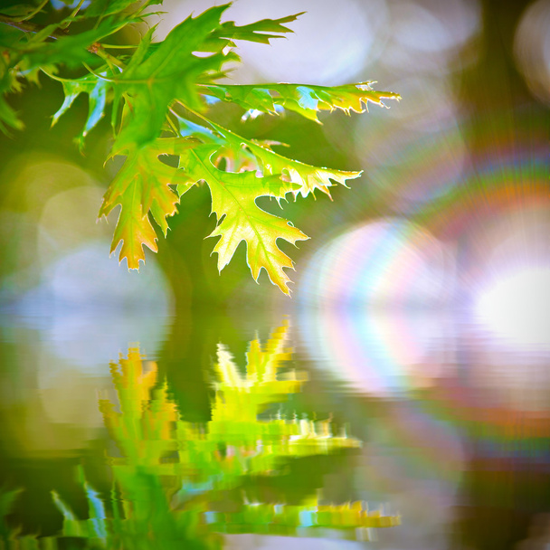 zelené listy a sluneční paprsky se odrážejí v hladině - Fotografie, Obrázek
