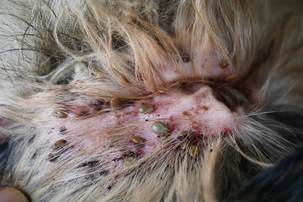 Группа коричневых собак клещей на ухо собаки, клещ качает кровь домашнего животного - Фото, изображение