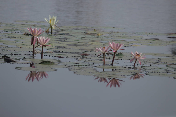Beautiful Wallpaper With Lake Of Lotus. Indian Lotus Flower  - Zdjęcie, obraz
