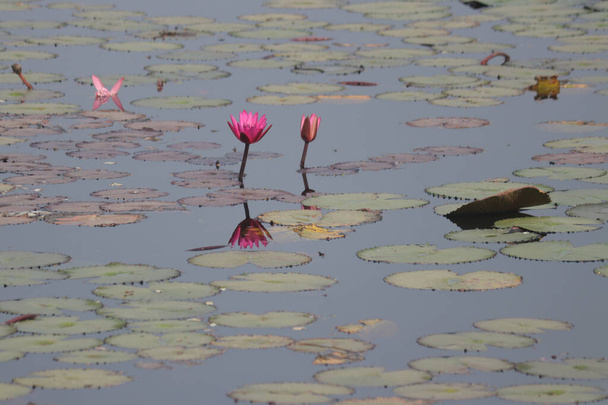 Small Pink Lotus Flowers. Indian Lotus Flower  - Фото, изображение